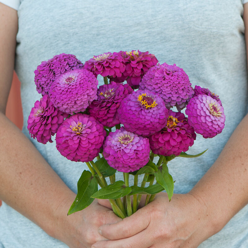 Oklahoma Carmine - Semillas de Flor Zinnia