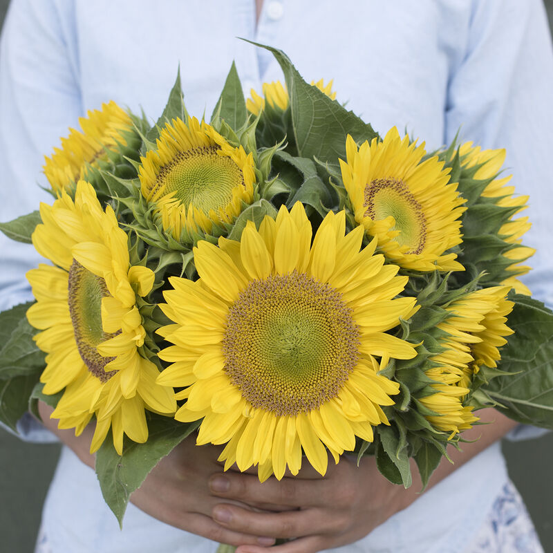 Sunrich Lime - Semillas F1 de Girasol Alto