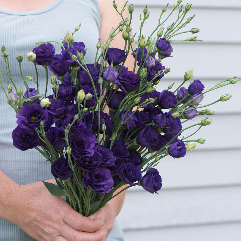 Doublini Blue - Semillas Peletizadas F1 de Flor Lisianto