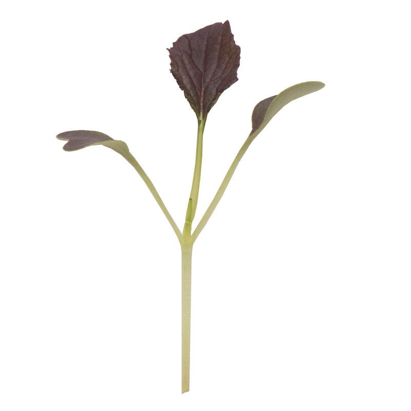 Mizuna Red Kingdom - Semillas F1 de Germinados de Mizuna Roja