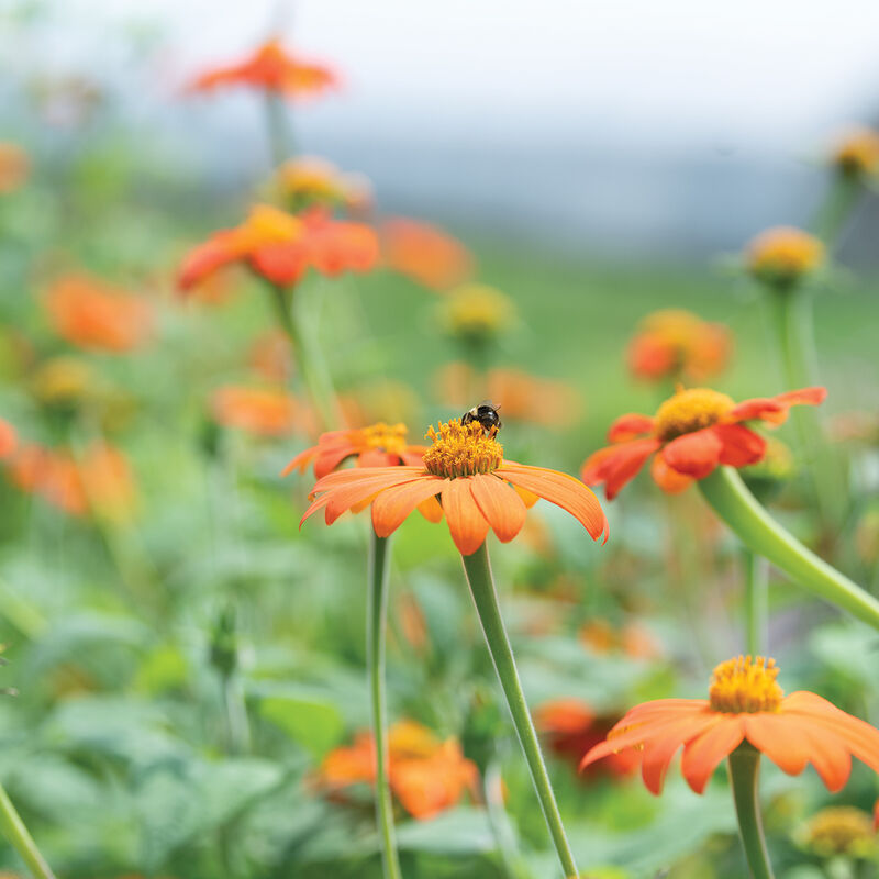 Mexican Sunflower - Semillas de Girasol Mexicano