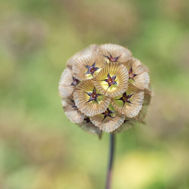 Starflower - Semillas de Flor Escabiosa