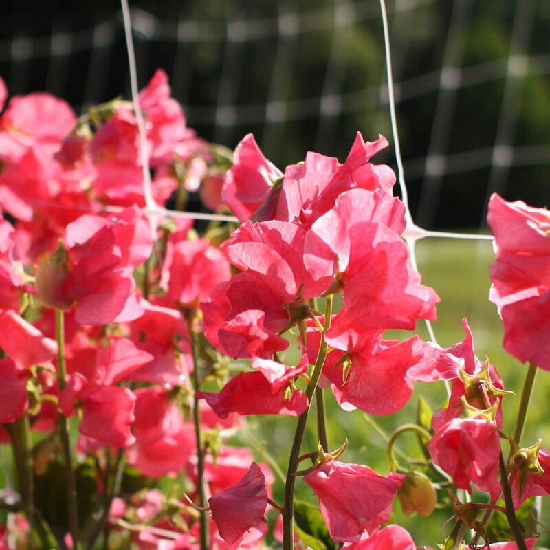 Elegance Watermelon - Semillas de Flor Arvejilla