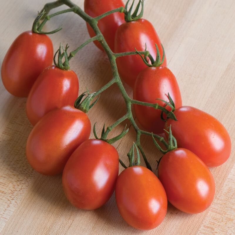 Verona - Semillas F1 de Tomate Orgánico