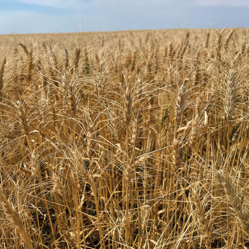 Spring Wheat  – Semilla Orgánica de Trigo