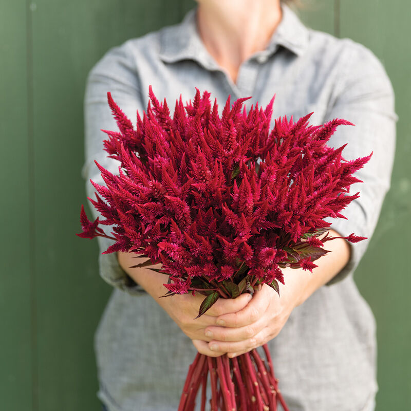 Celway™ Red - Semillas de Flor Celosía