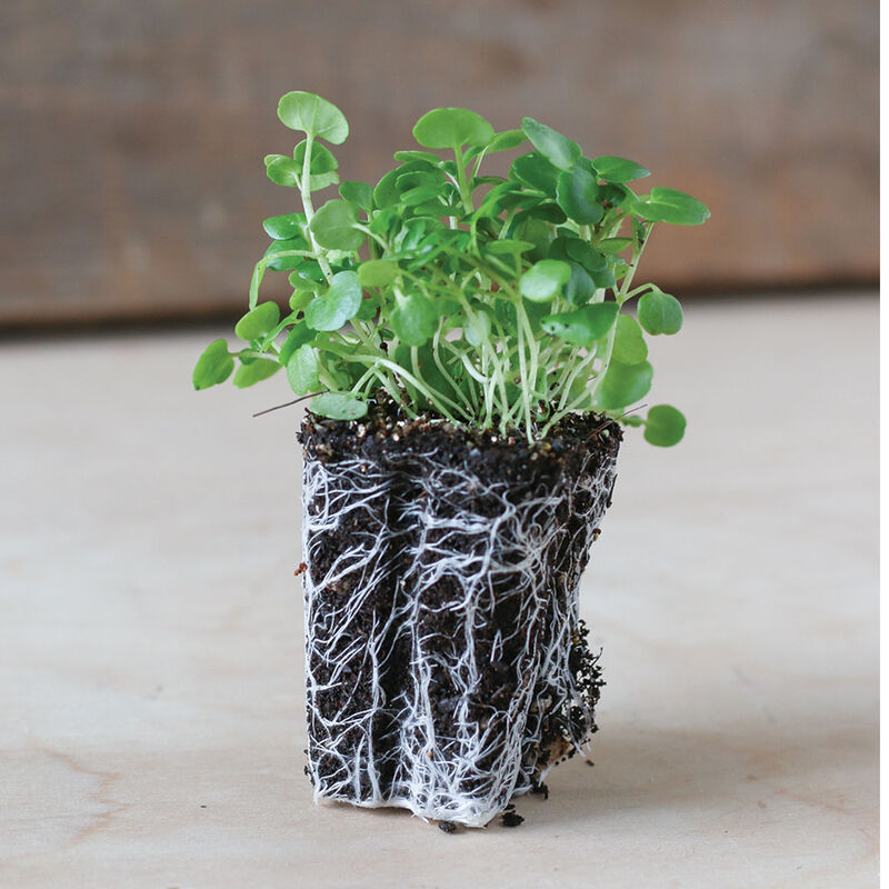 Watercress - Semillas Orgánica de Germinados de Berro