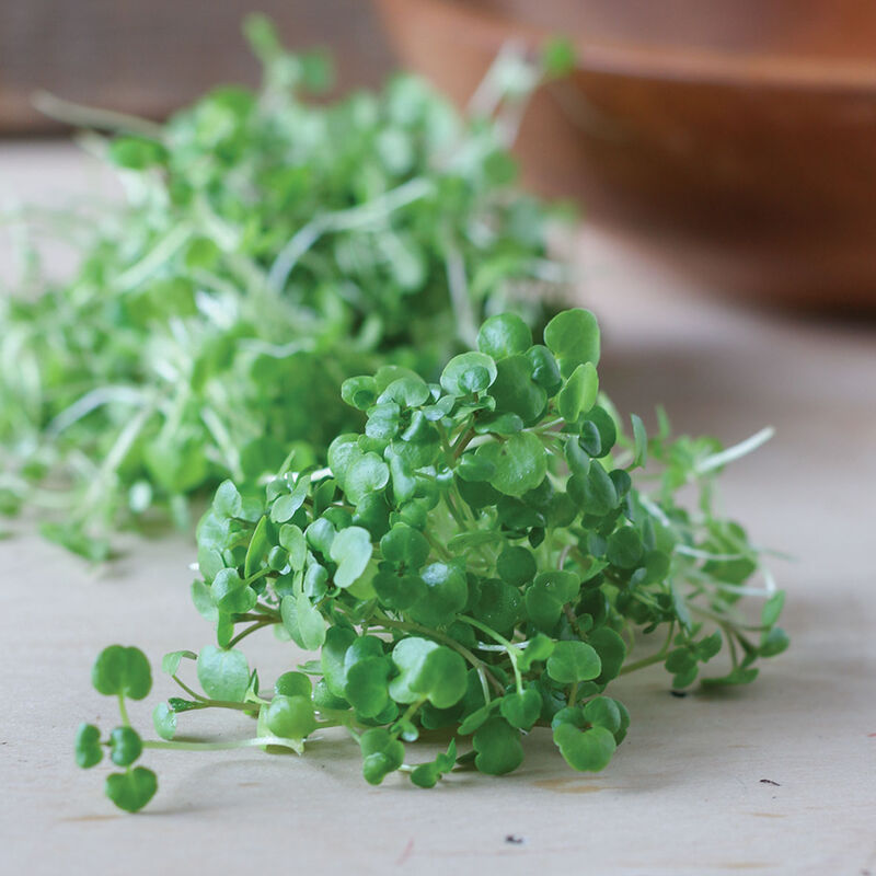 Watercress - Semillas Orgánica de Germinados de Berro