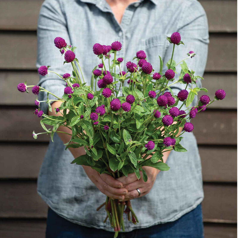 Audray Purple-Red - Semillas de Flor Gomphrena