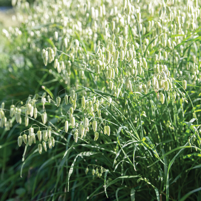 Greater Quaking Grass - Semillas de Pasto Ornamental