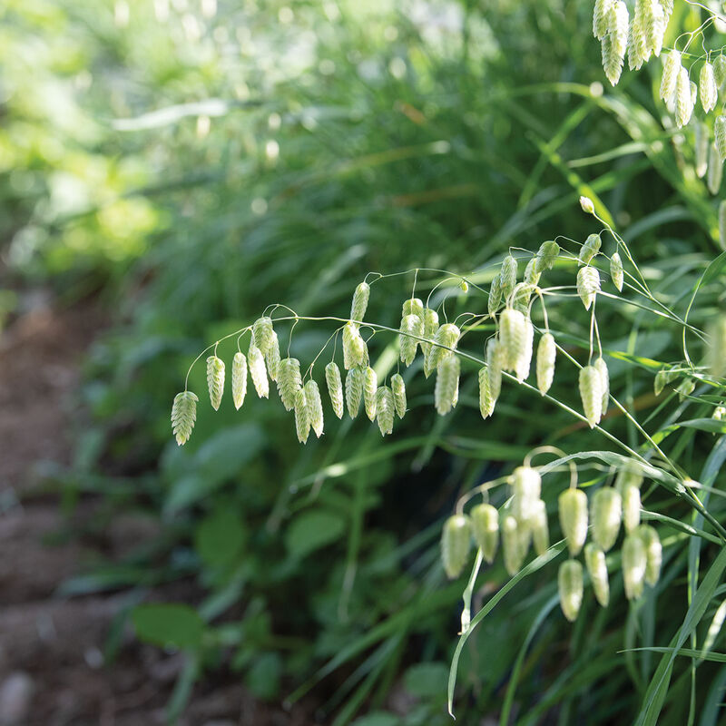 Greater Quaking Grass - Semillas de Pasto Ornamental