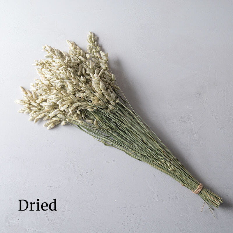 Greater Quaking Grass - Semillas de Pasto Ornamental