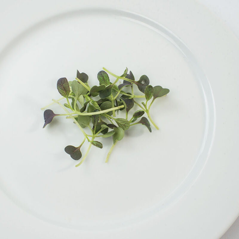 Pac Choi Red Choi - Semillas Orgánicas para Germinados de Col China