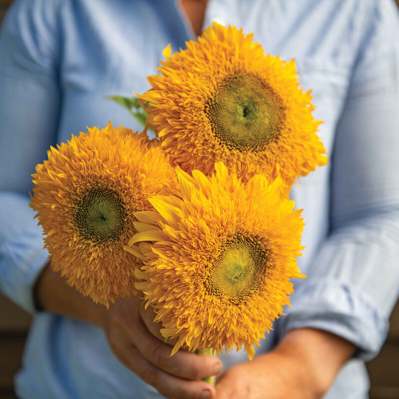 Solano Double - Semillas F1 de Girasol Alto