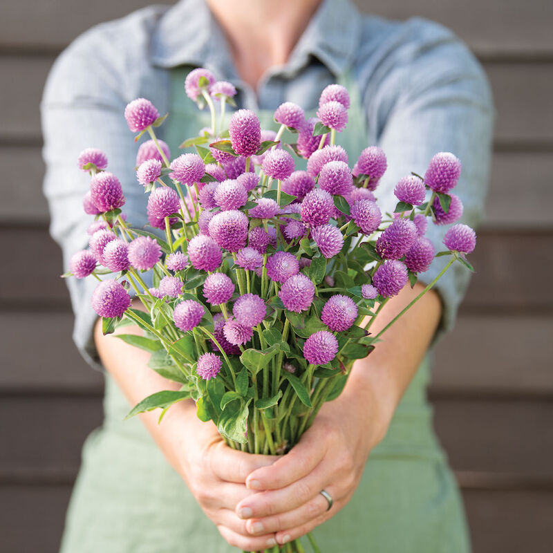 Audray Pink - Semillas de Flor Gomphrena