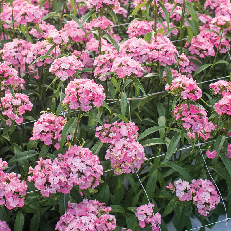 Sweet™ Pink Pelleted F1 – Semillas de Dianthus