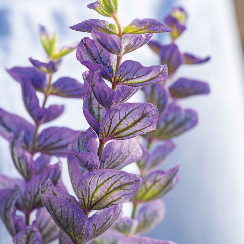Oxford Blue - Semillas de Flor Salvia