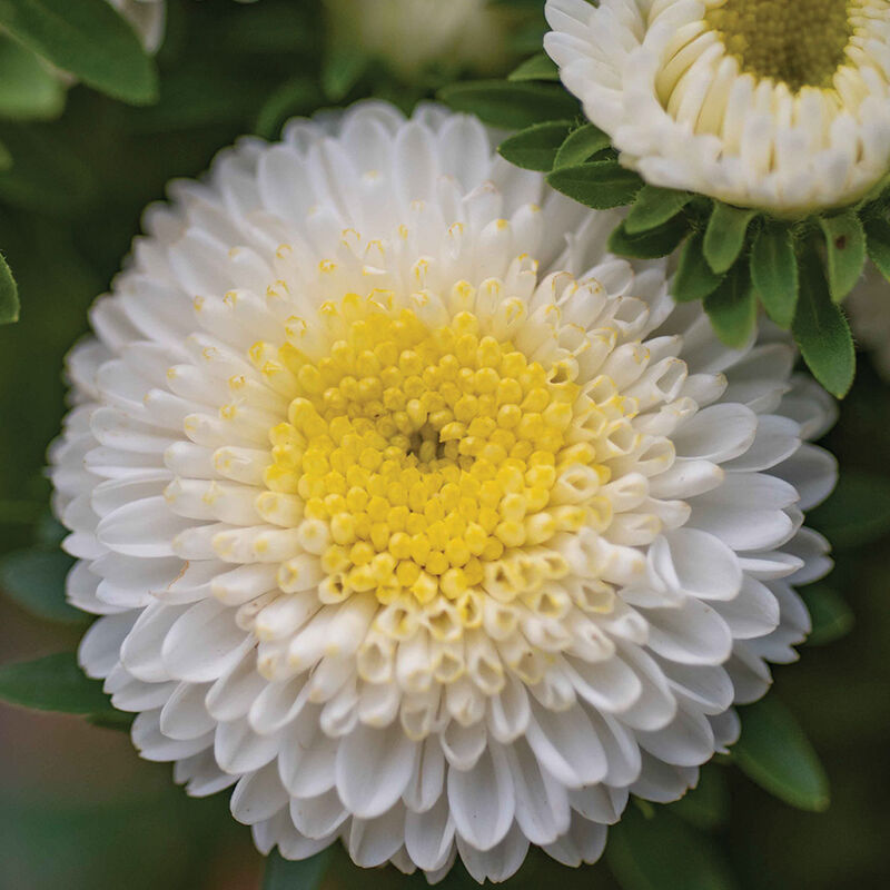 Macaroon White - Semillas de Flor China Aster