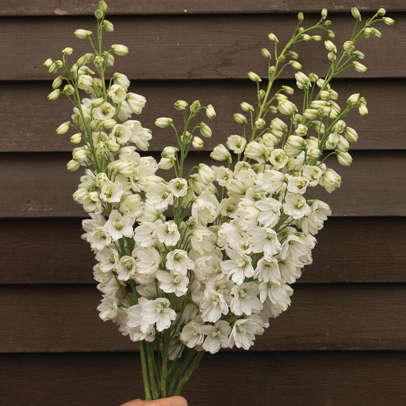 Guardian White - (F1) Semilla de delphinium