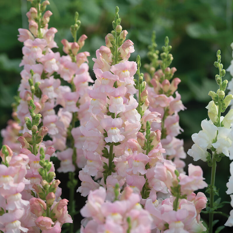 Avignon Pink II - Semillas F1 de Flor Boca de Dragon