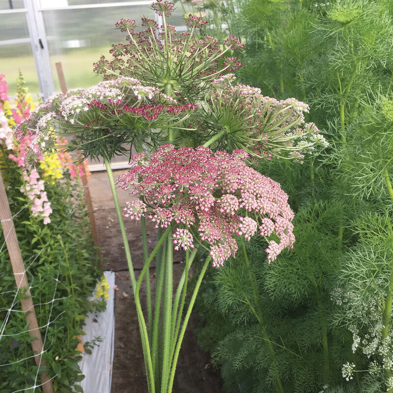 Purple Kisses- Semilla de Daucus