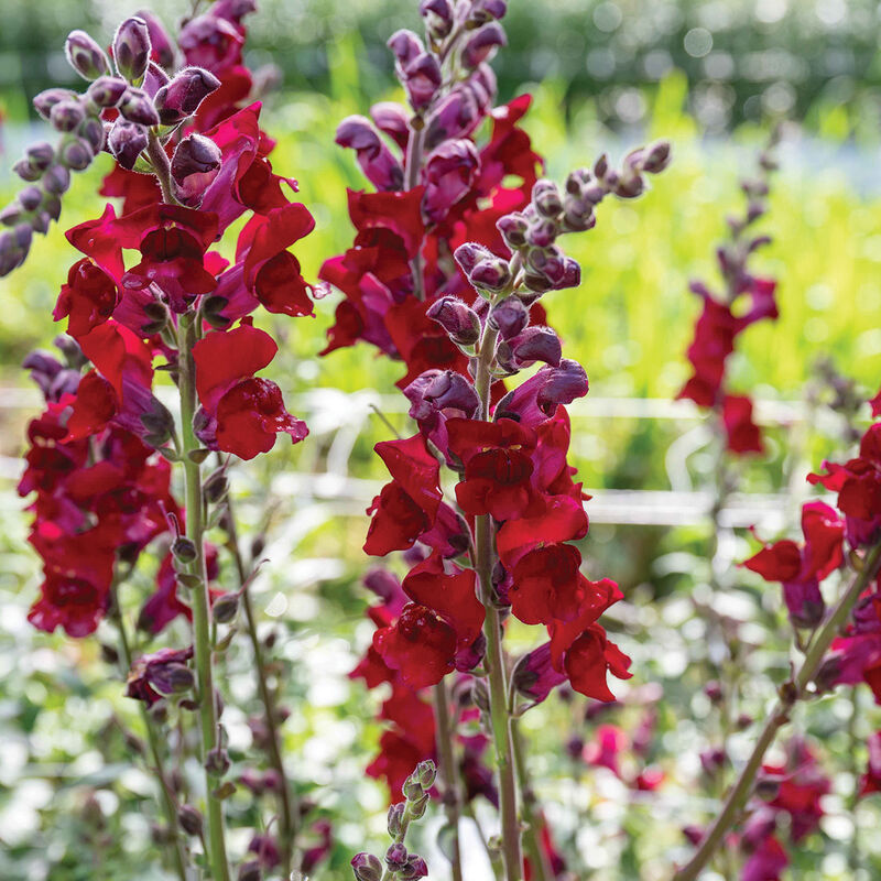 Cannes Red II–III - (F1) Semilla de Snapdragon