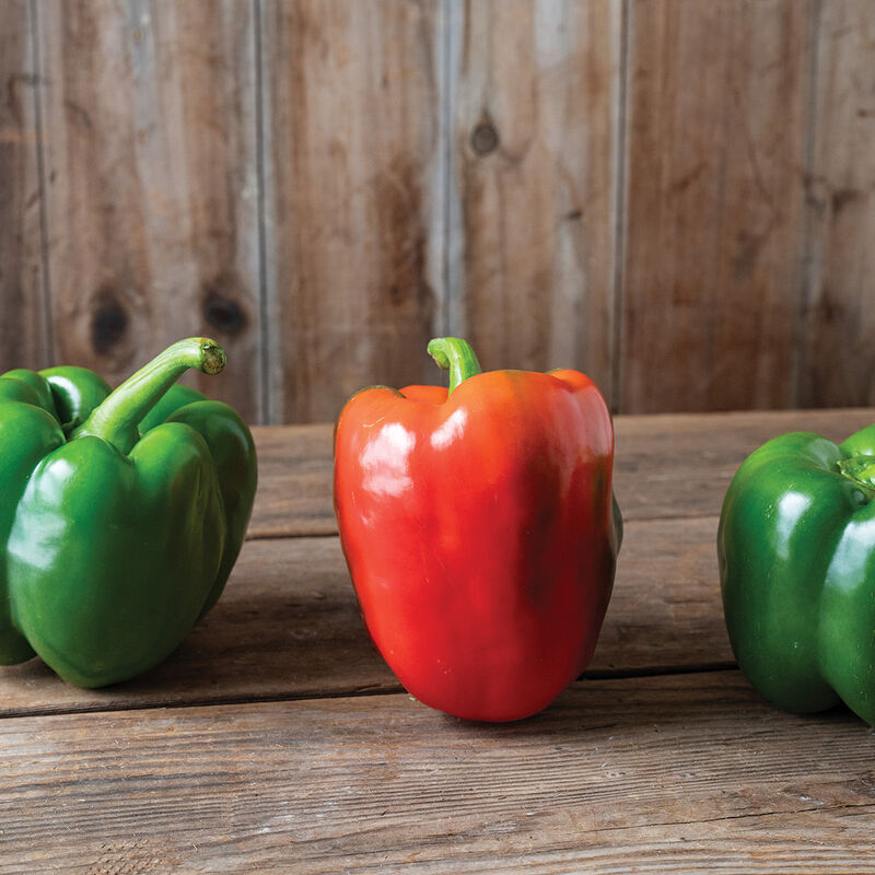 Semilla de pimiento morrón orgánico (F1)