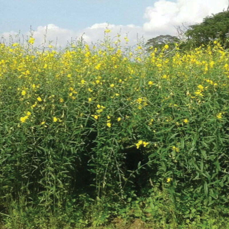 Sunn Hemp – Semillas de Cultivo de Cobertura
