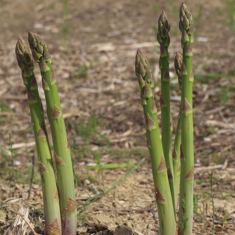 Mary Washington - Coronas de espárragos