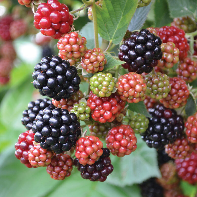 Chester Plantas de mora