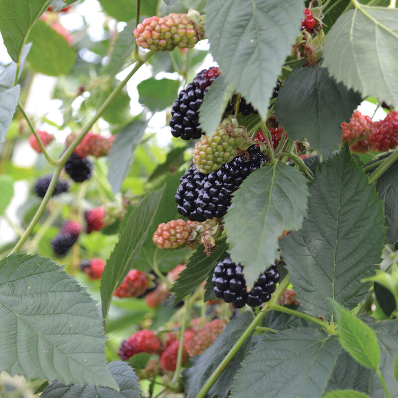 Natchez Plantas de mora