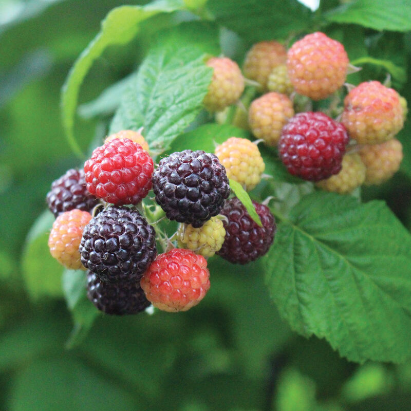 Mac Black Plantas de frambuesa negra