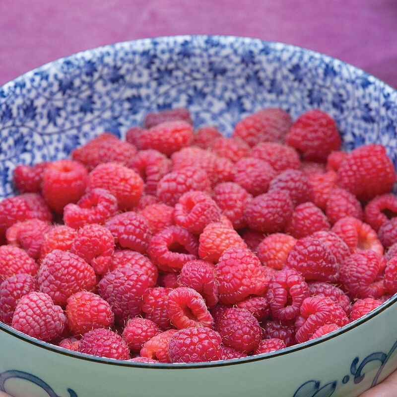 Latham Plantas de frambuesa