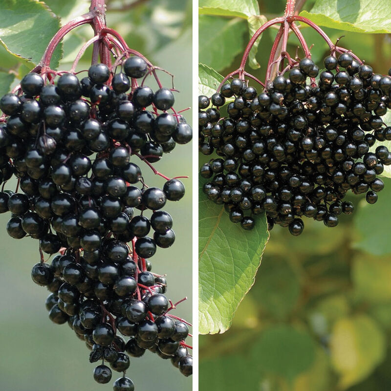 planta de sauco Elderberry Plant Collection -Plantas de saúco