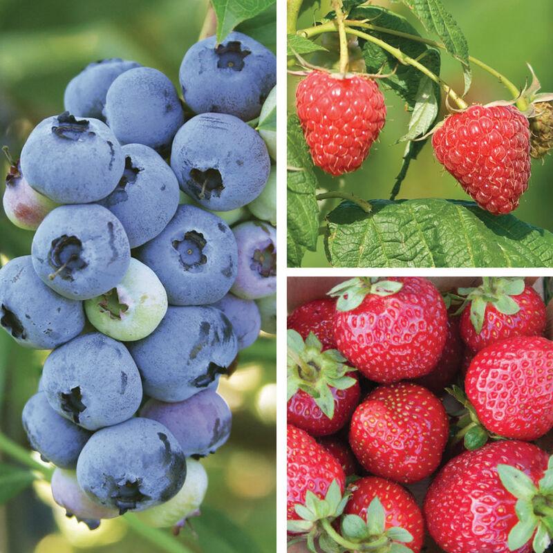 Berry Lover's Collection Plantas frutales