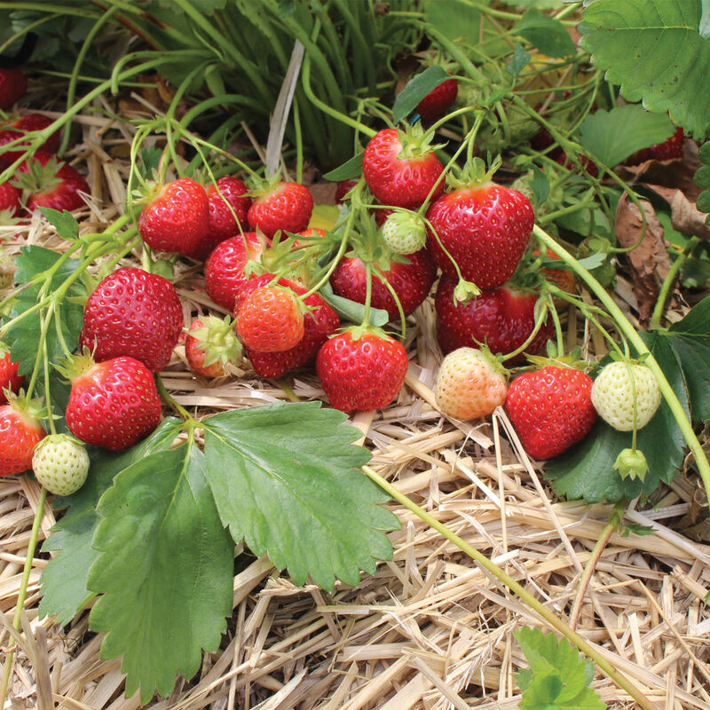 Annapolis Plantas de fresa