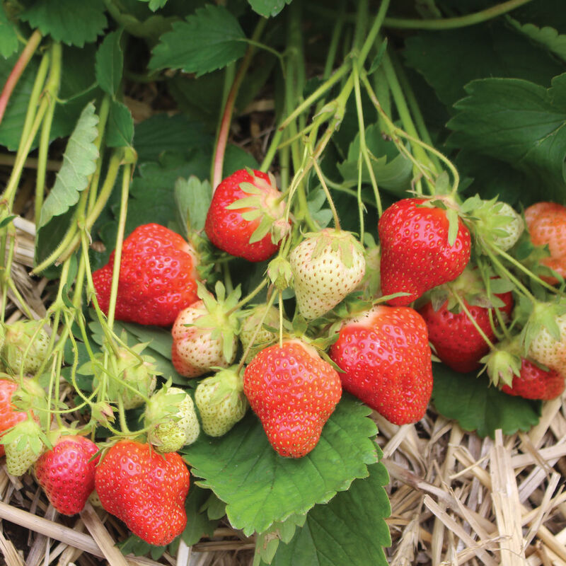 Cabot- Plantas de fresa