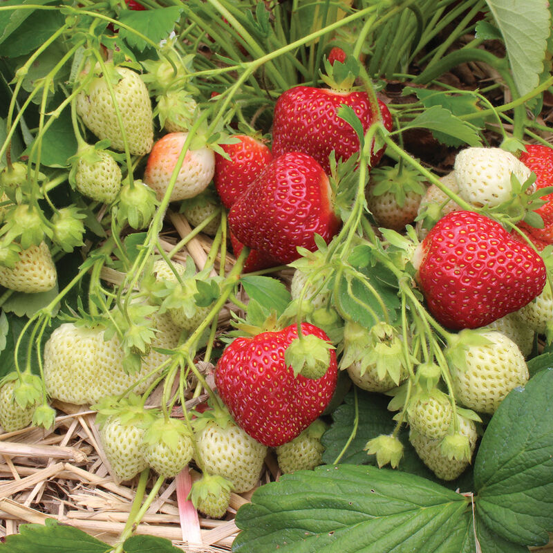 Cavendish Plantas de fresa