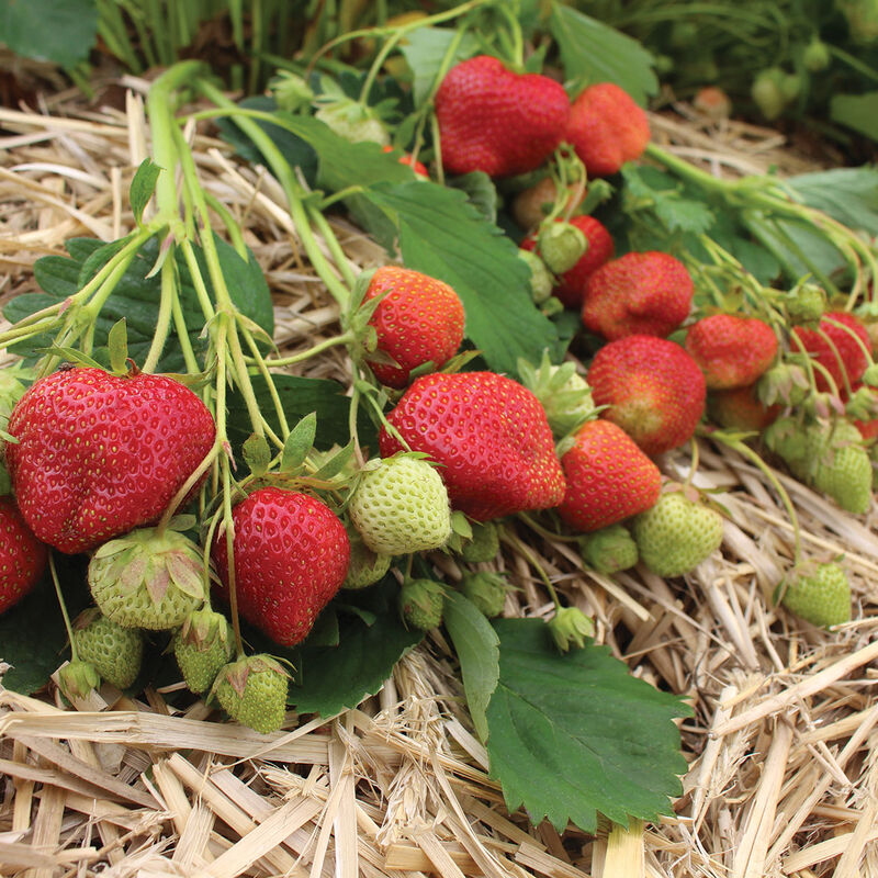 Darselect Plantas de fresa