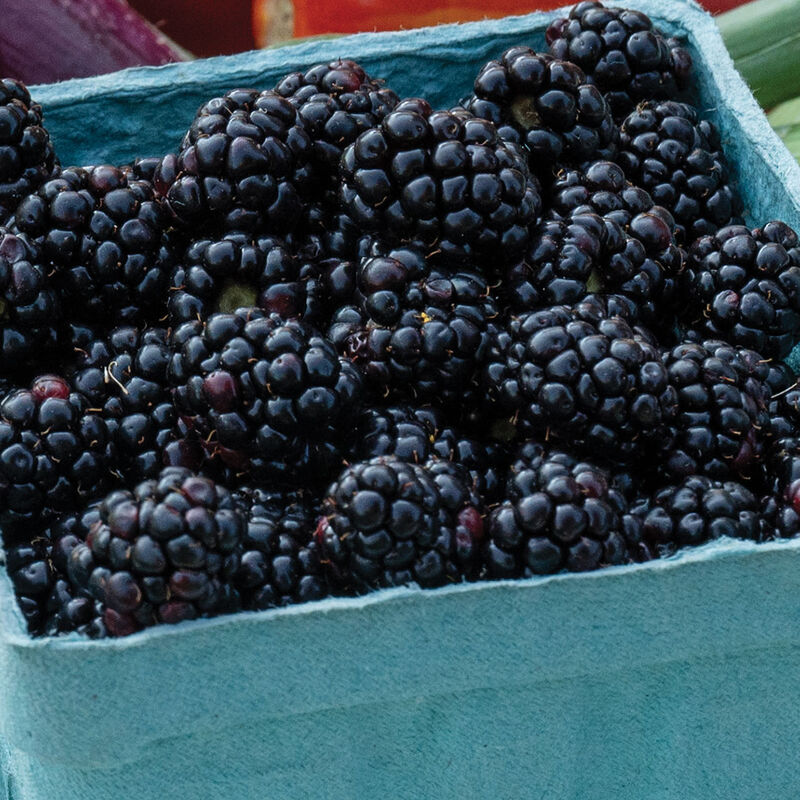 Triple Crown - Plantas de mora