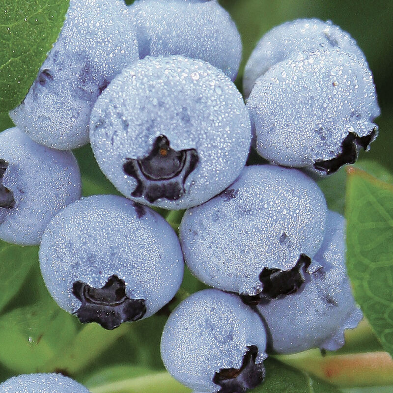 Northland -Plantas de arándanos