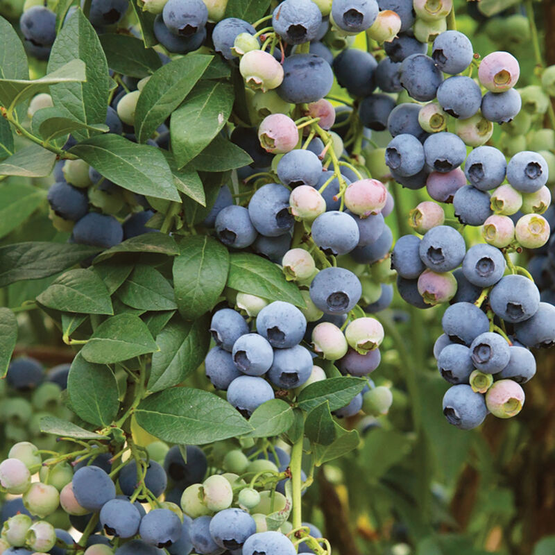 Last Call - Plantas de arándanos