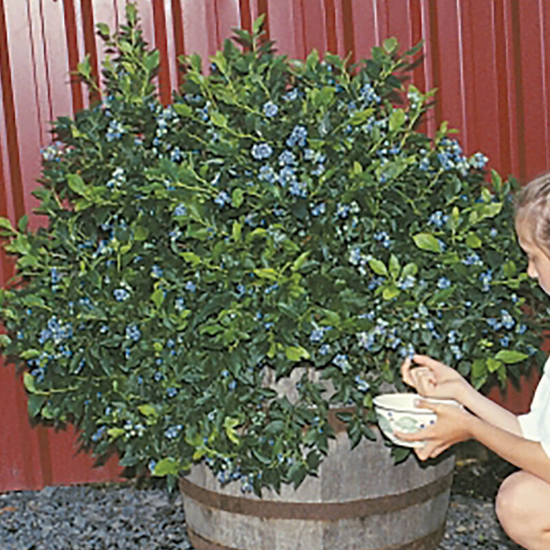 Northsky - Plantas de arándanos