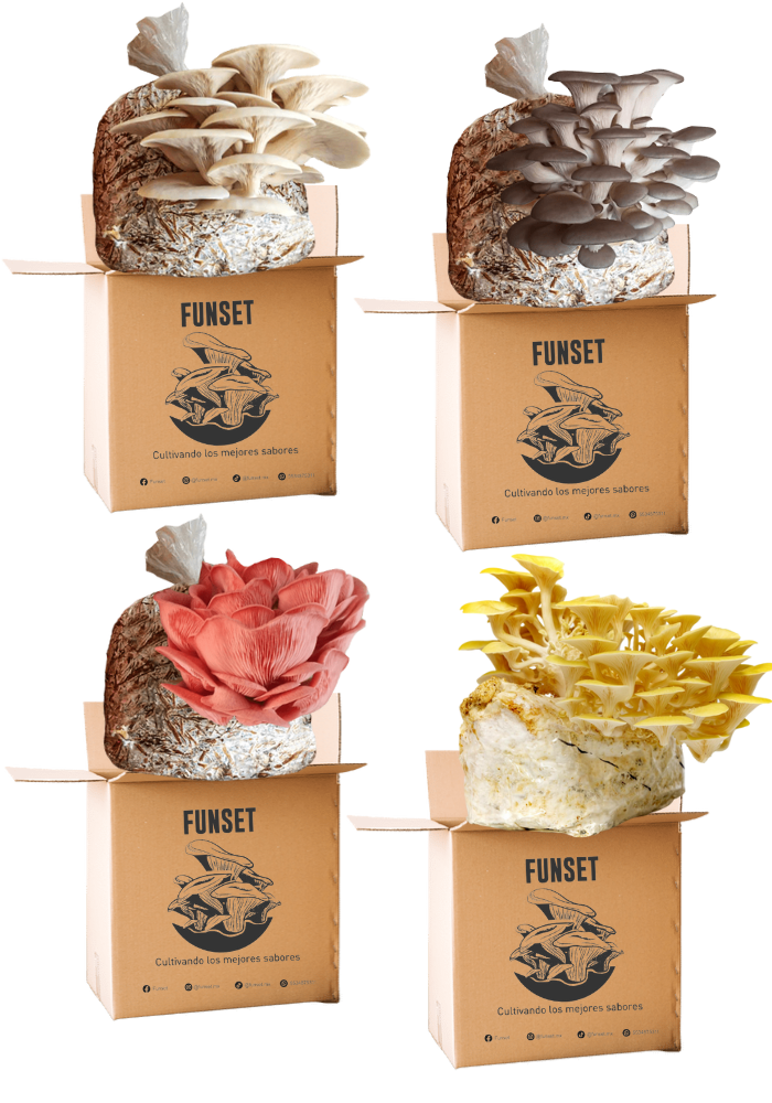 Kit Premium para Cultivo de Setas