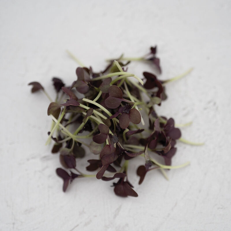 Semillas de microvegetales orgánicos2