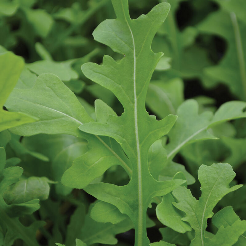 Uber Salad Arugula Seed