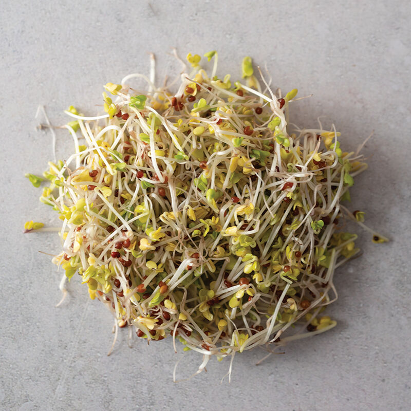 Broccoli, Sano Verde Max-Semillas germinadas orgánicas