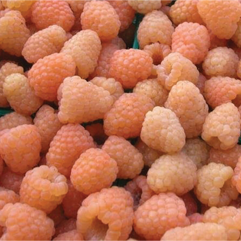 Cascade Gold Organic – Plantas Frambuesas Doradas Premium