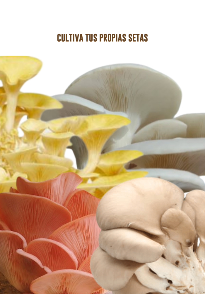 Kit Premium para Cultivo de Setas