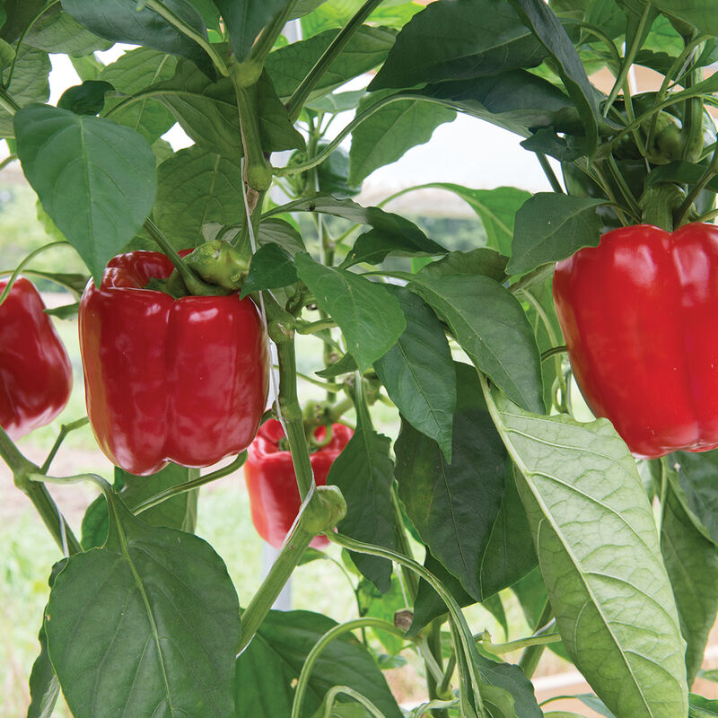 Nebula - Semilla de pimiento morrón (F1)